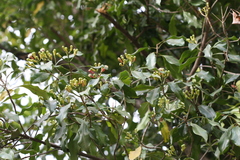 Syzygium aromaticum